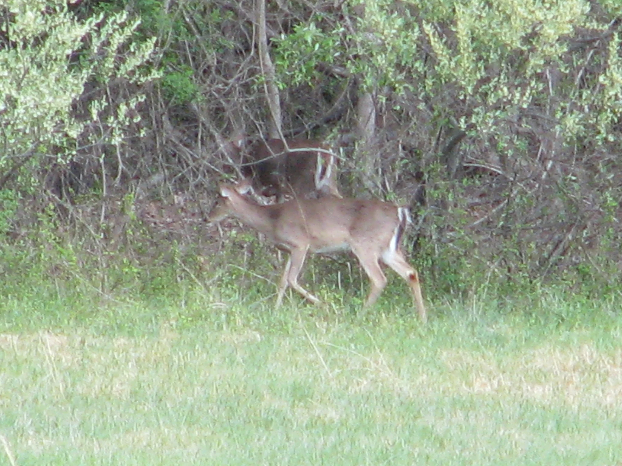IMG_2557.webp