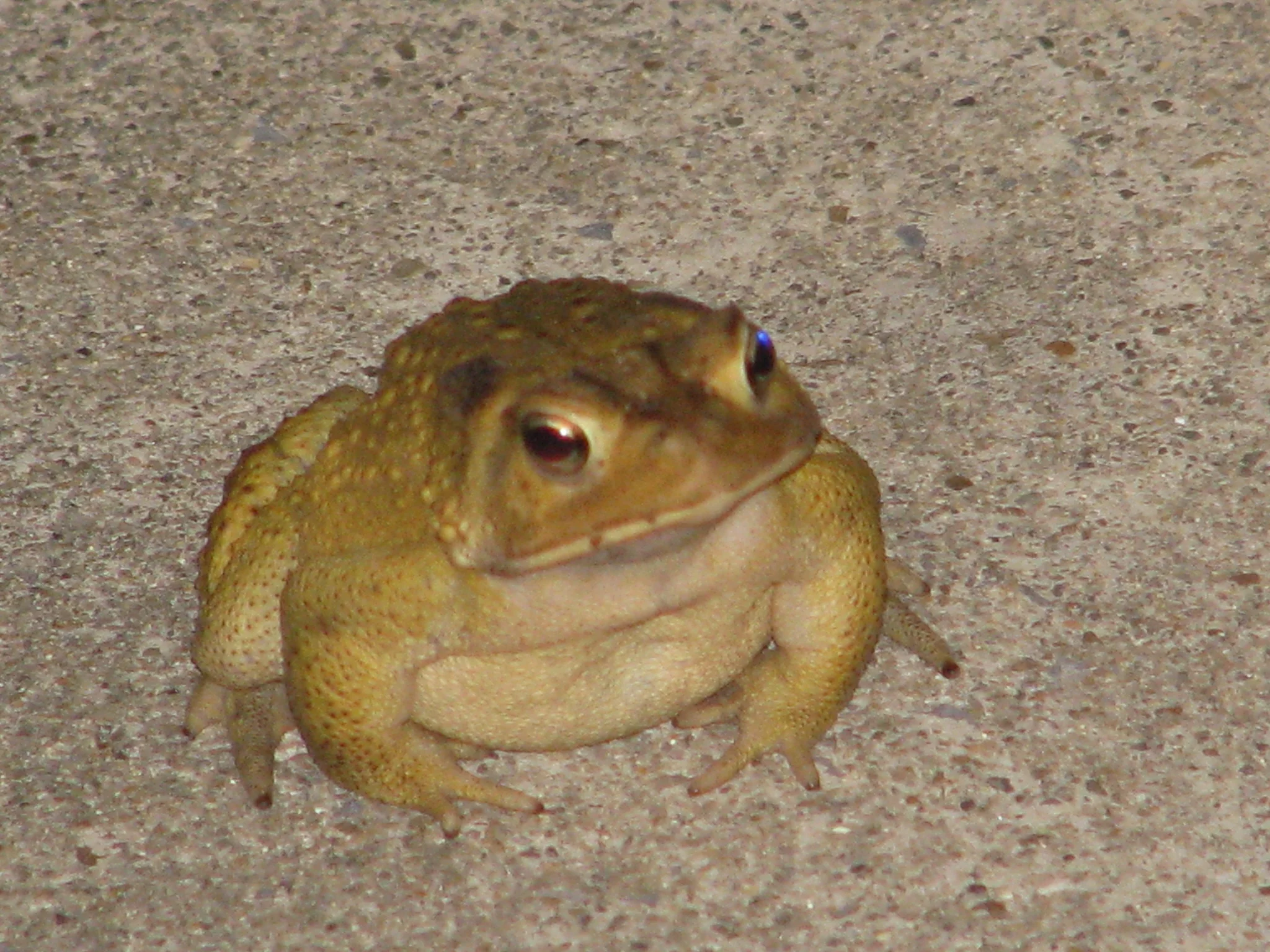 IMG_2923.webp