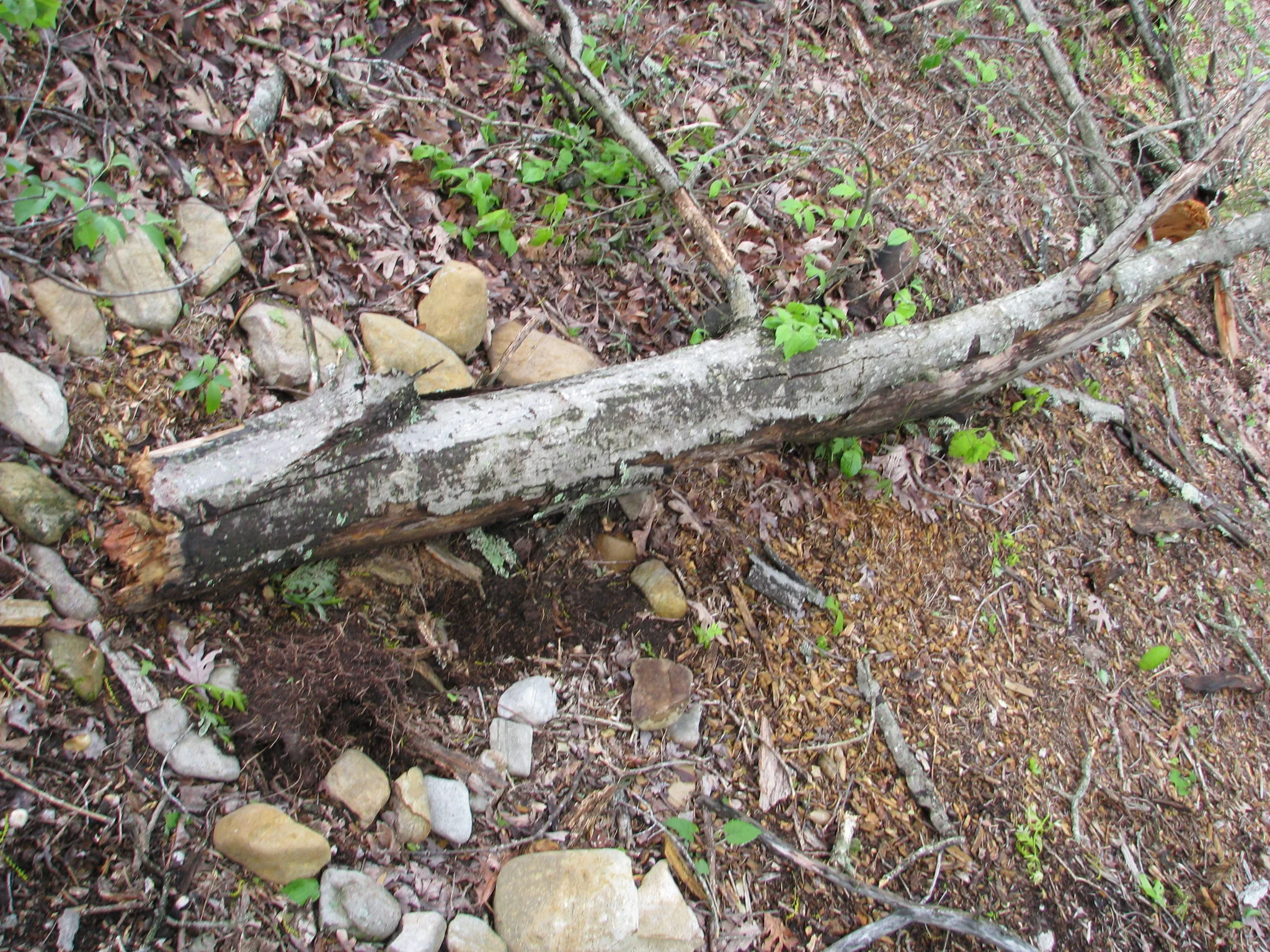 IMG_3006.webp