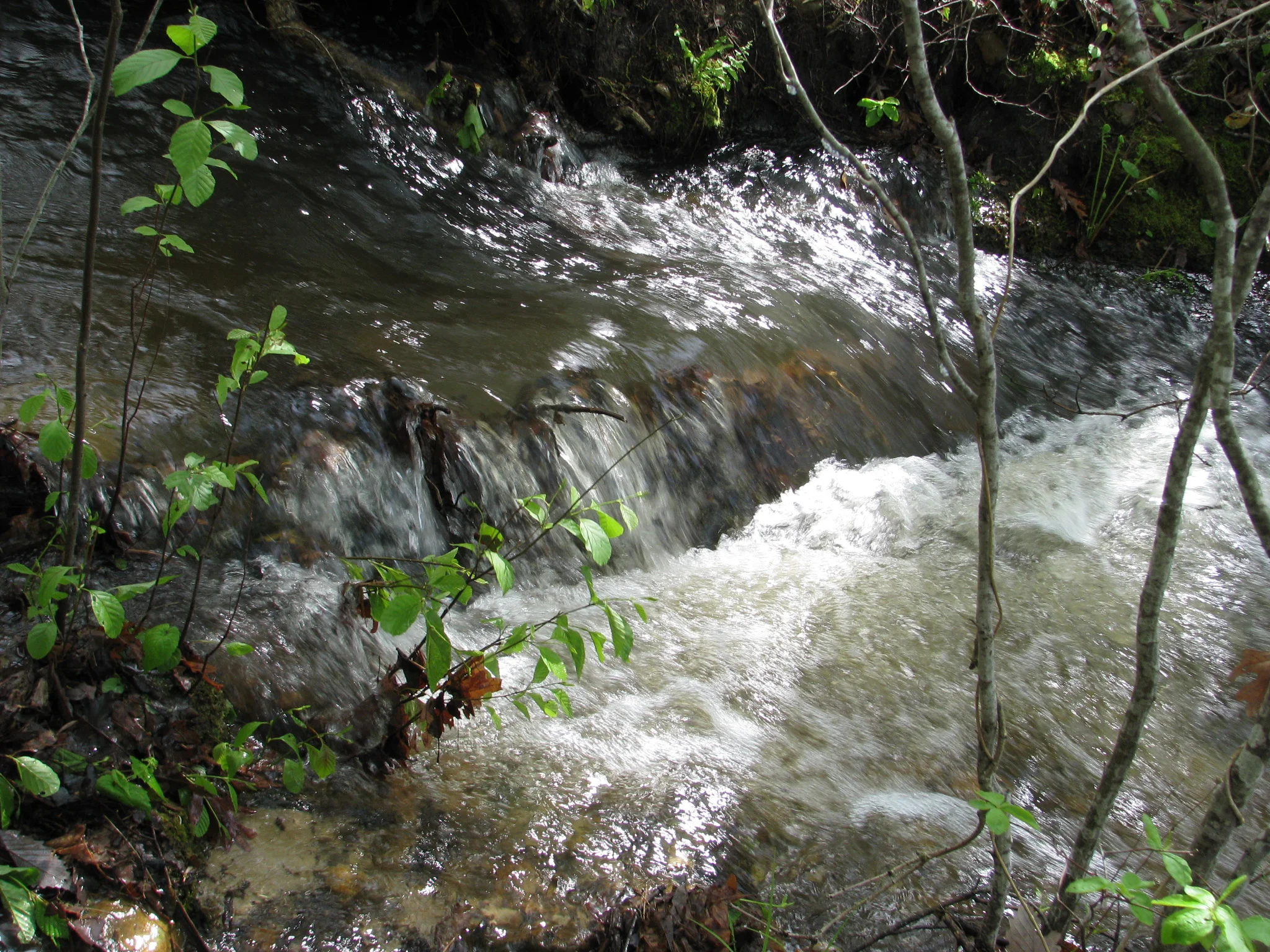 IMG_3017.webp