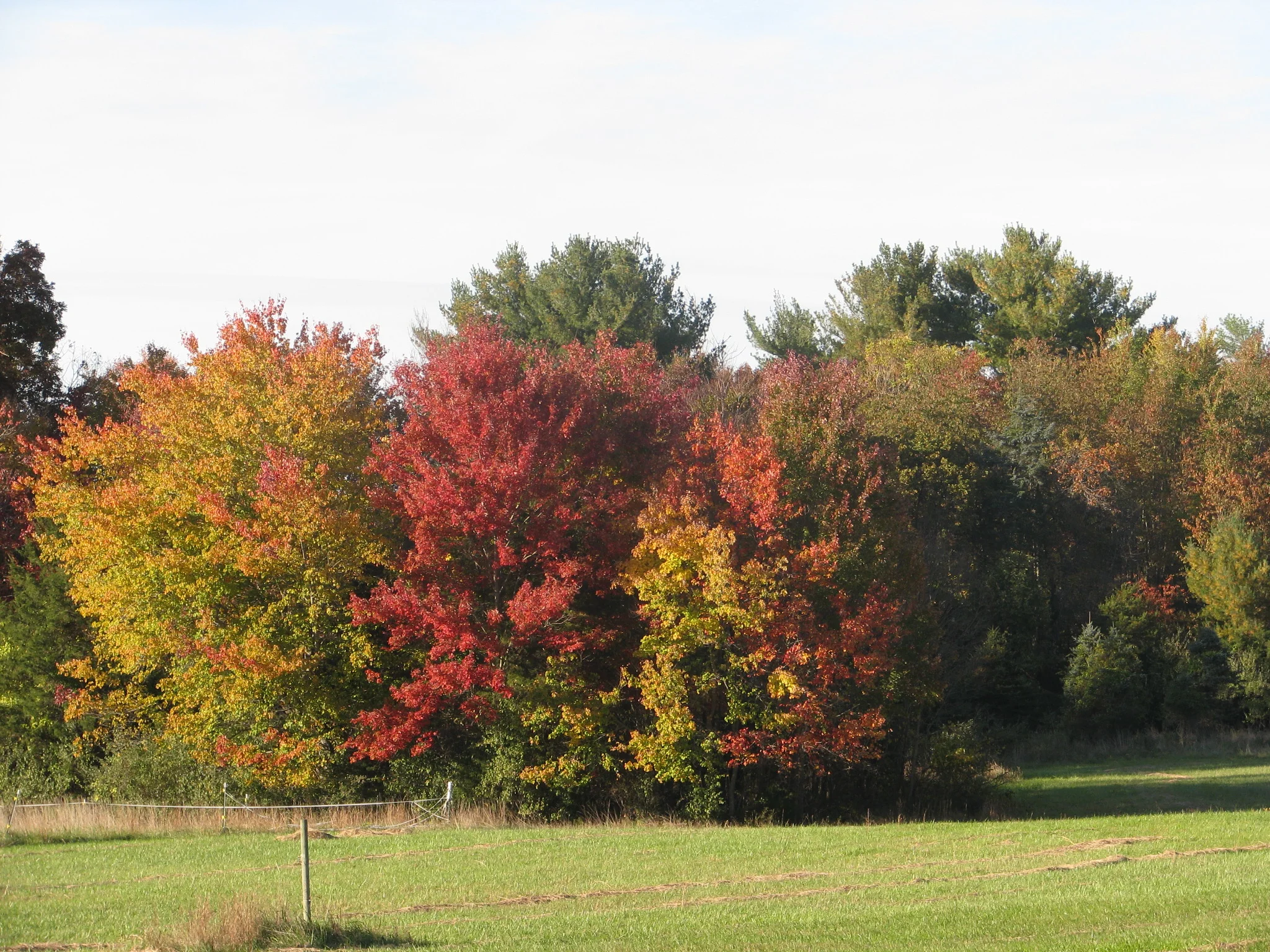 IMG_3617.webp
