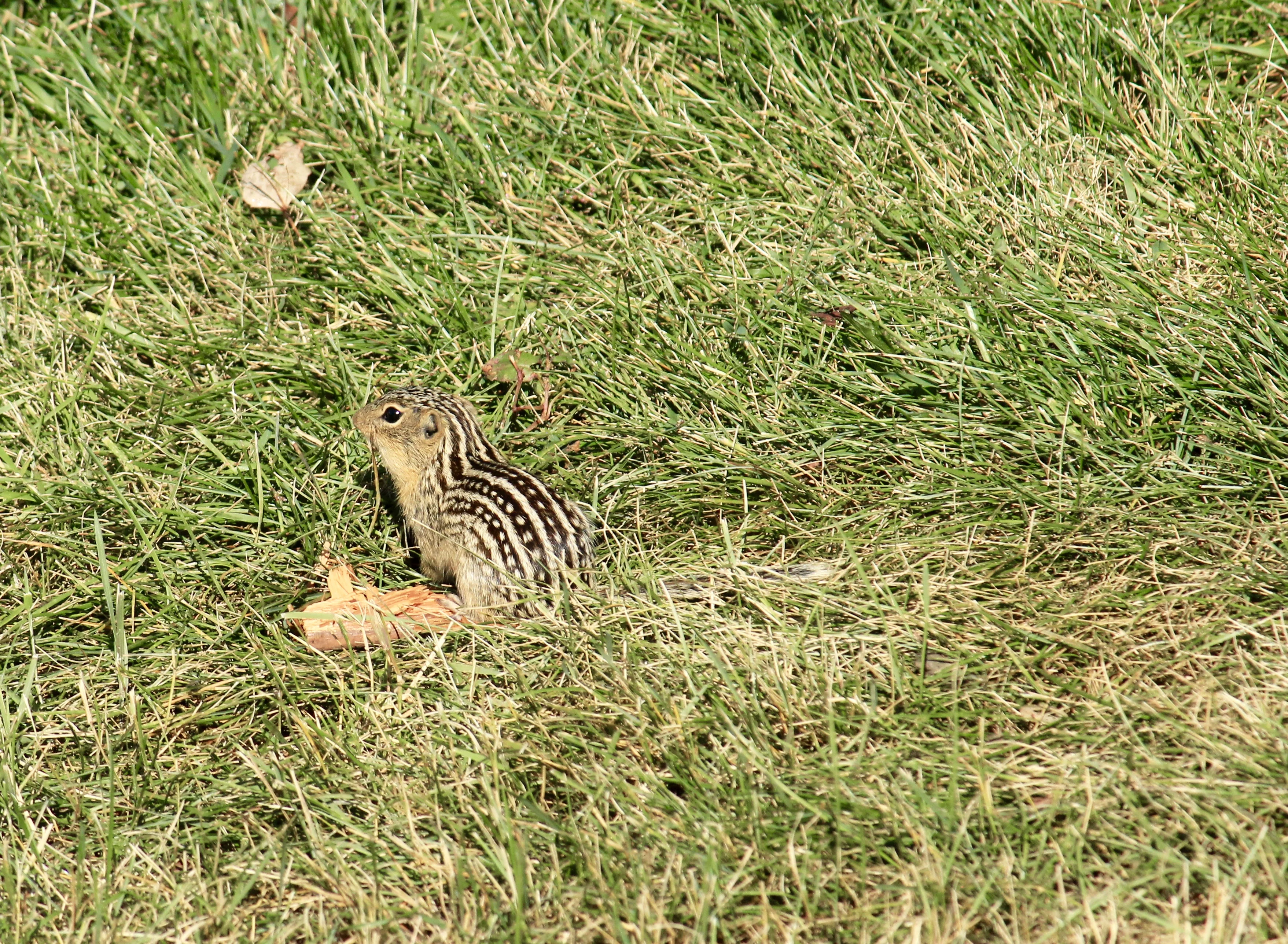 IMG_3747.webp