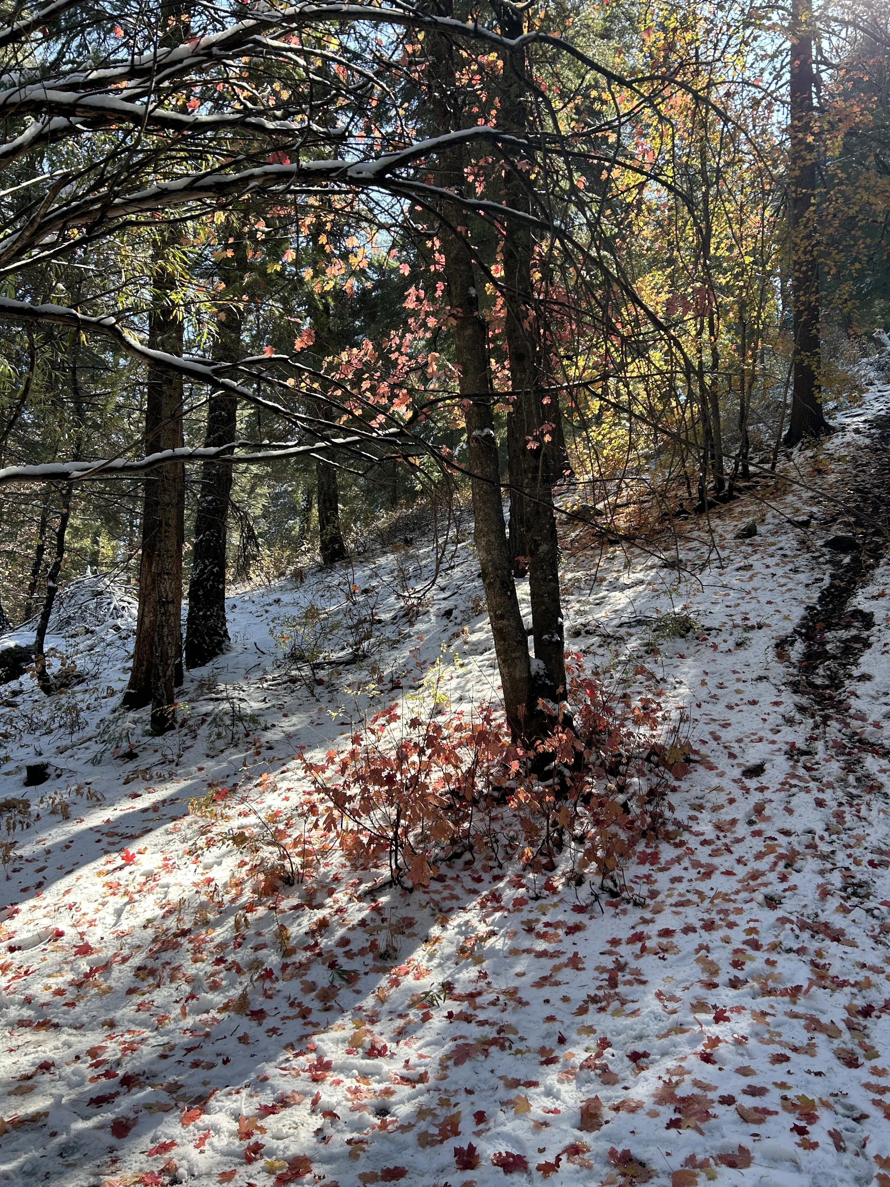 IMG_5040.webp
