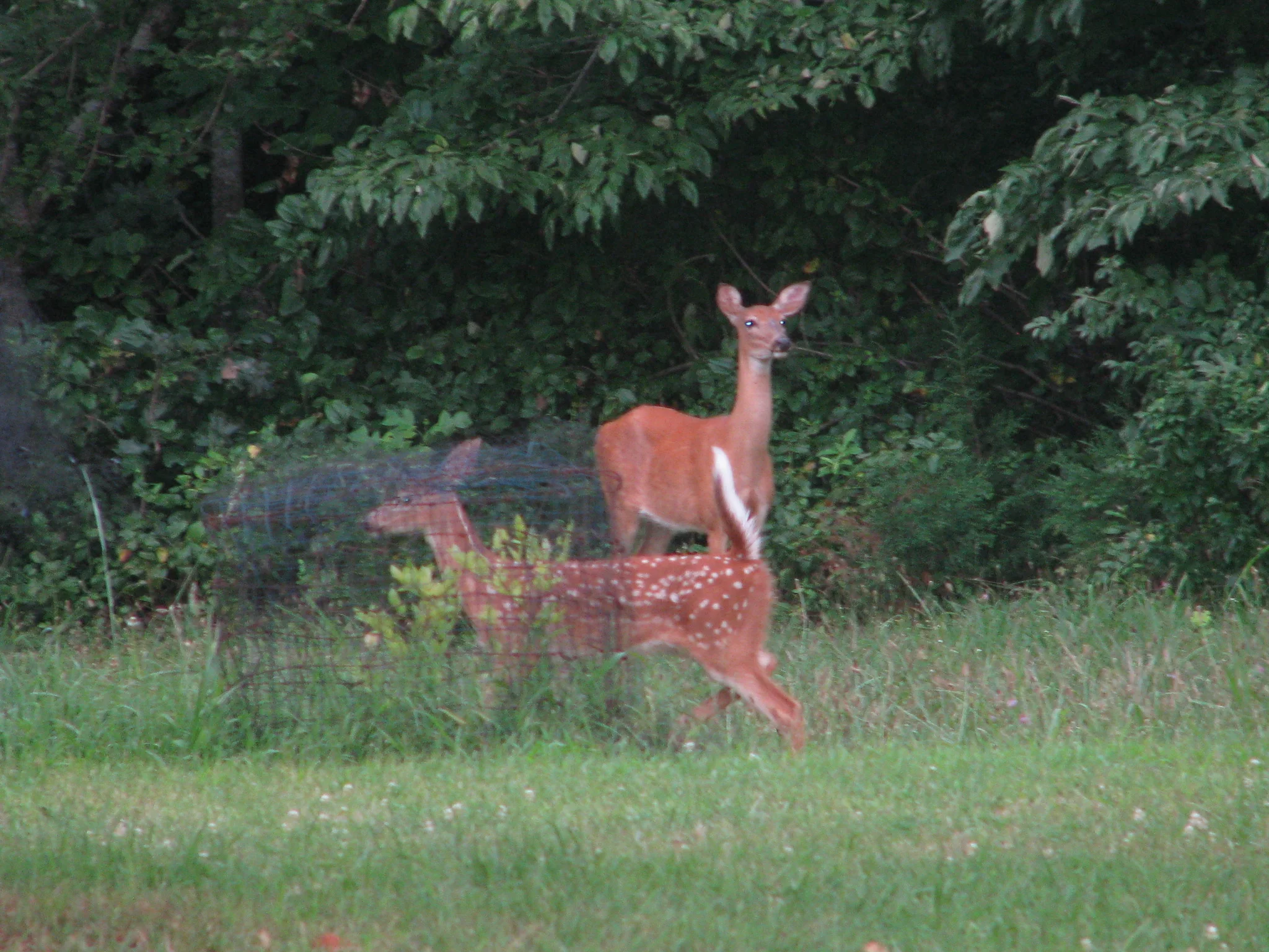 IMG_5355.webp