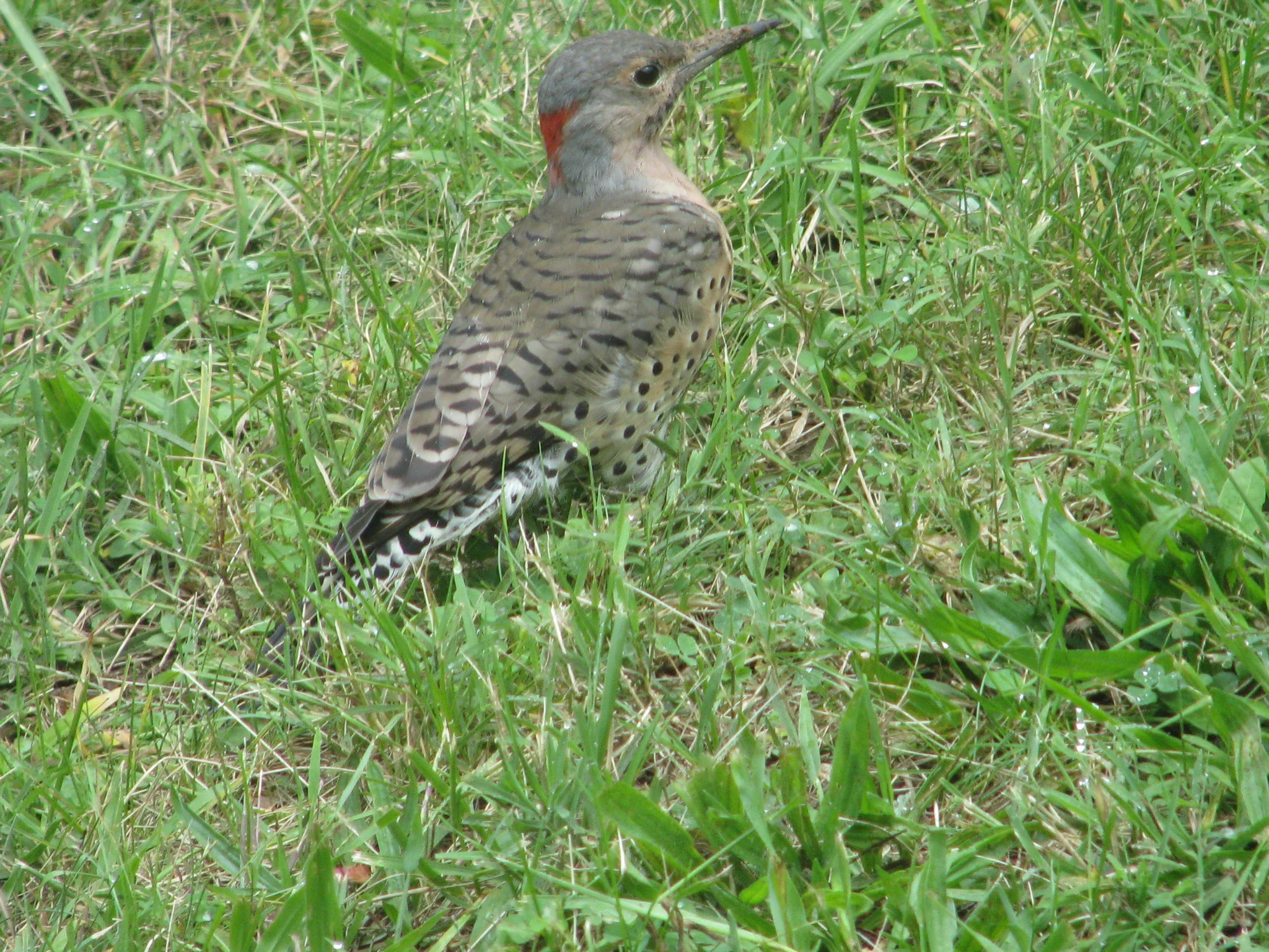 IMG_7285.webp