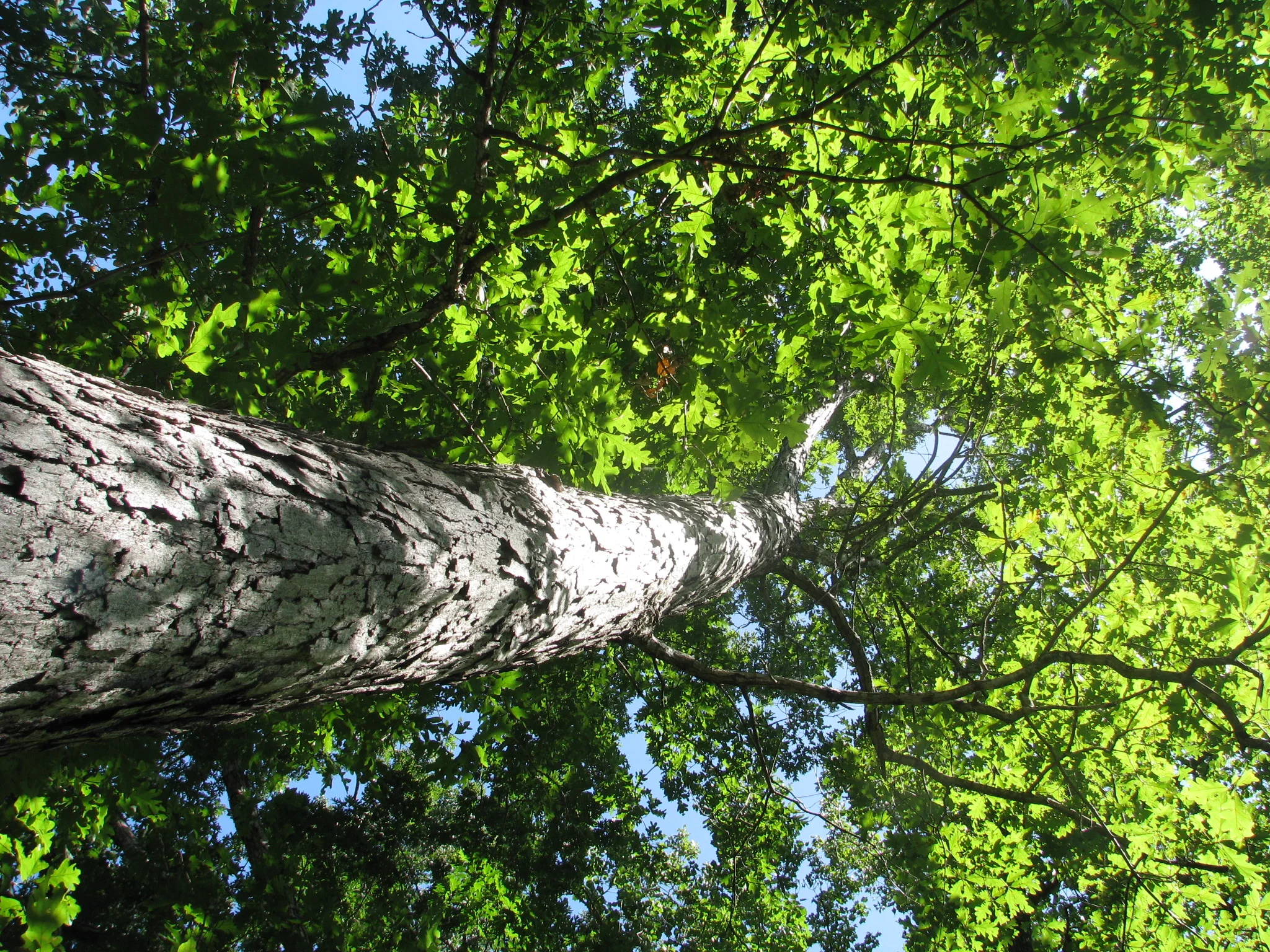 IMG_7435.webp
