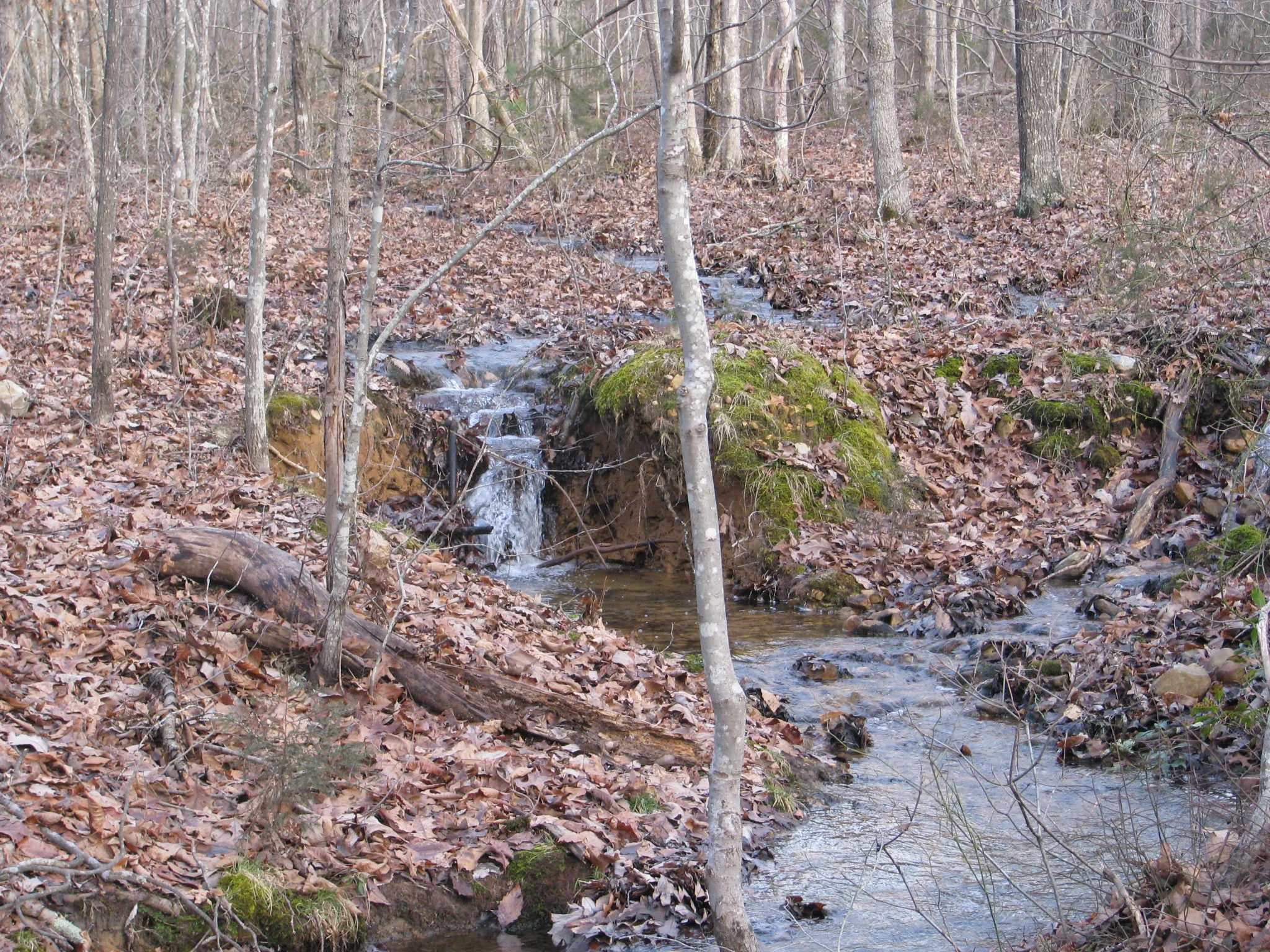 IMG_7587.webp