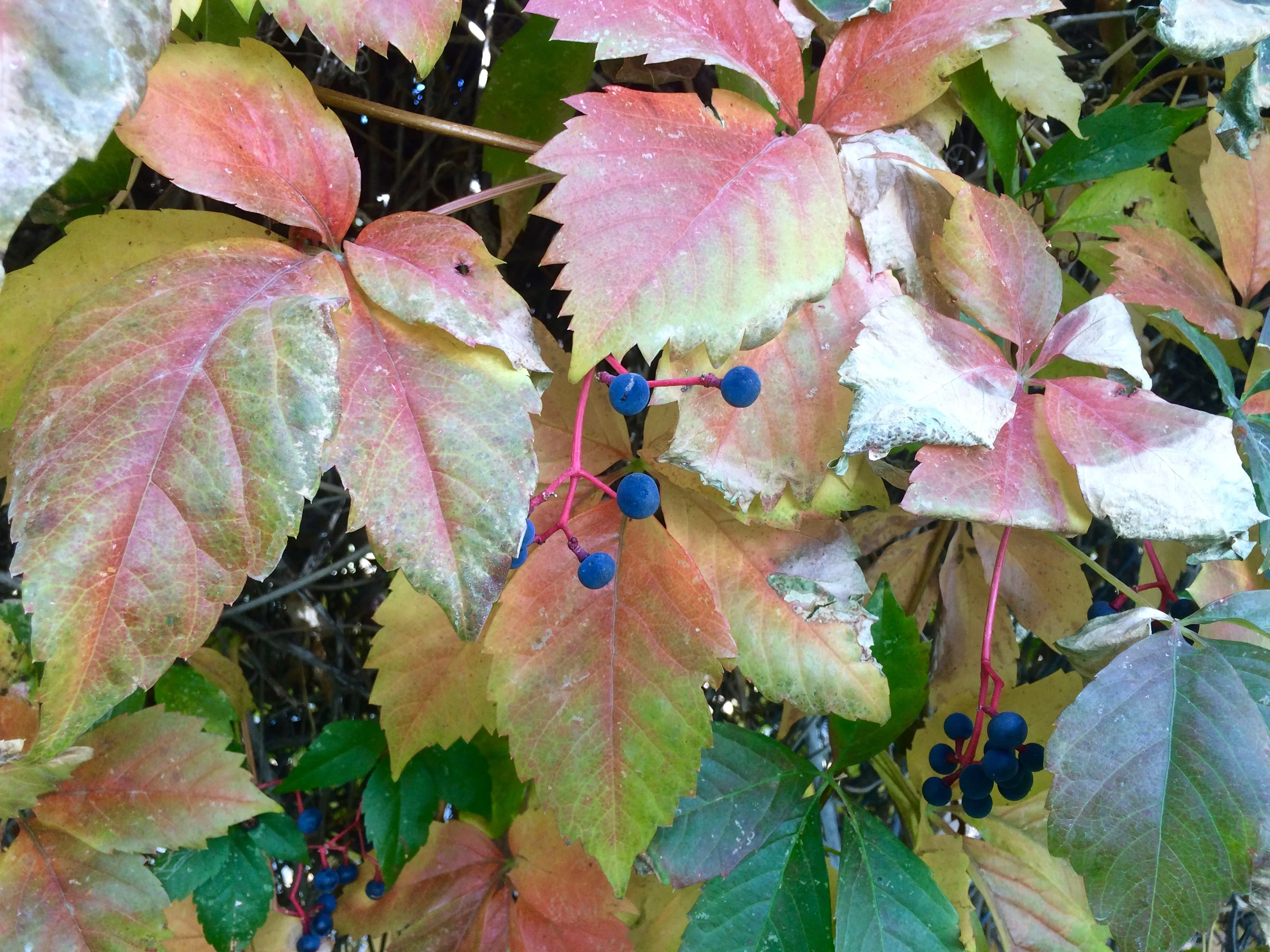 IMG_7646.webp