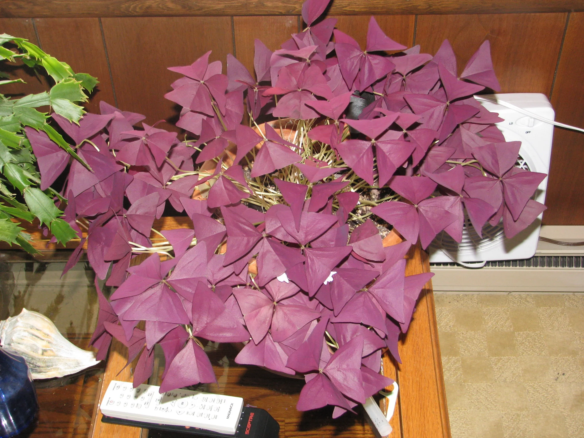 IMG_7712.webp