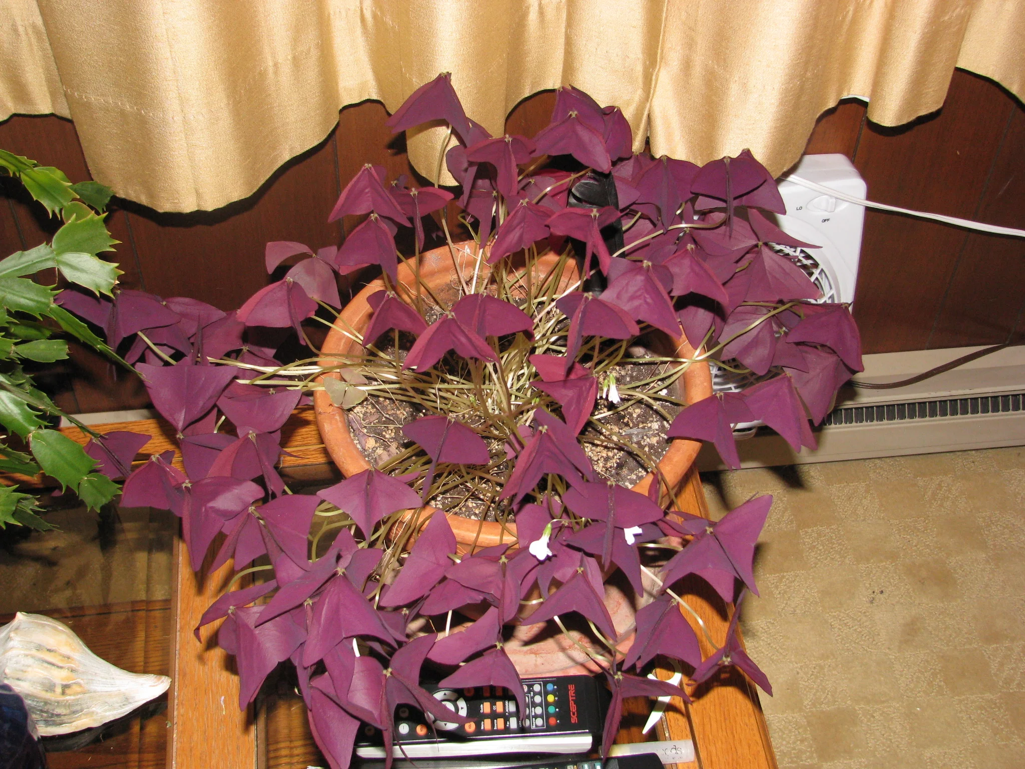 IMG_7735.webp