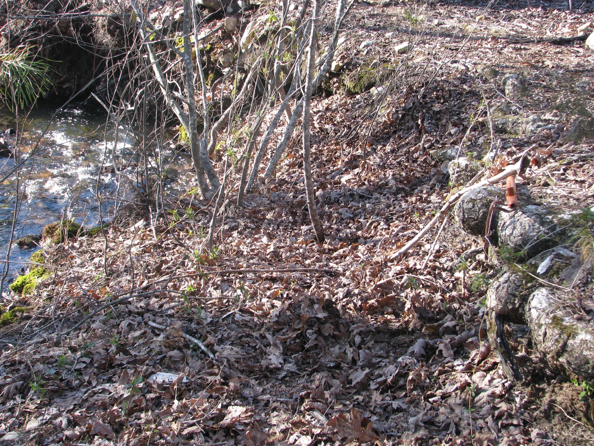 IMG_8103.webp