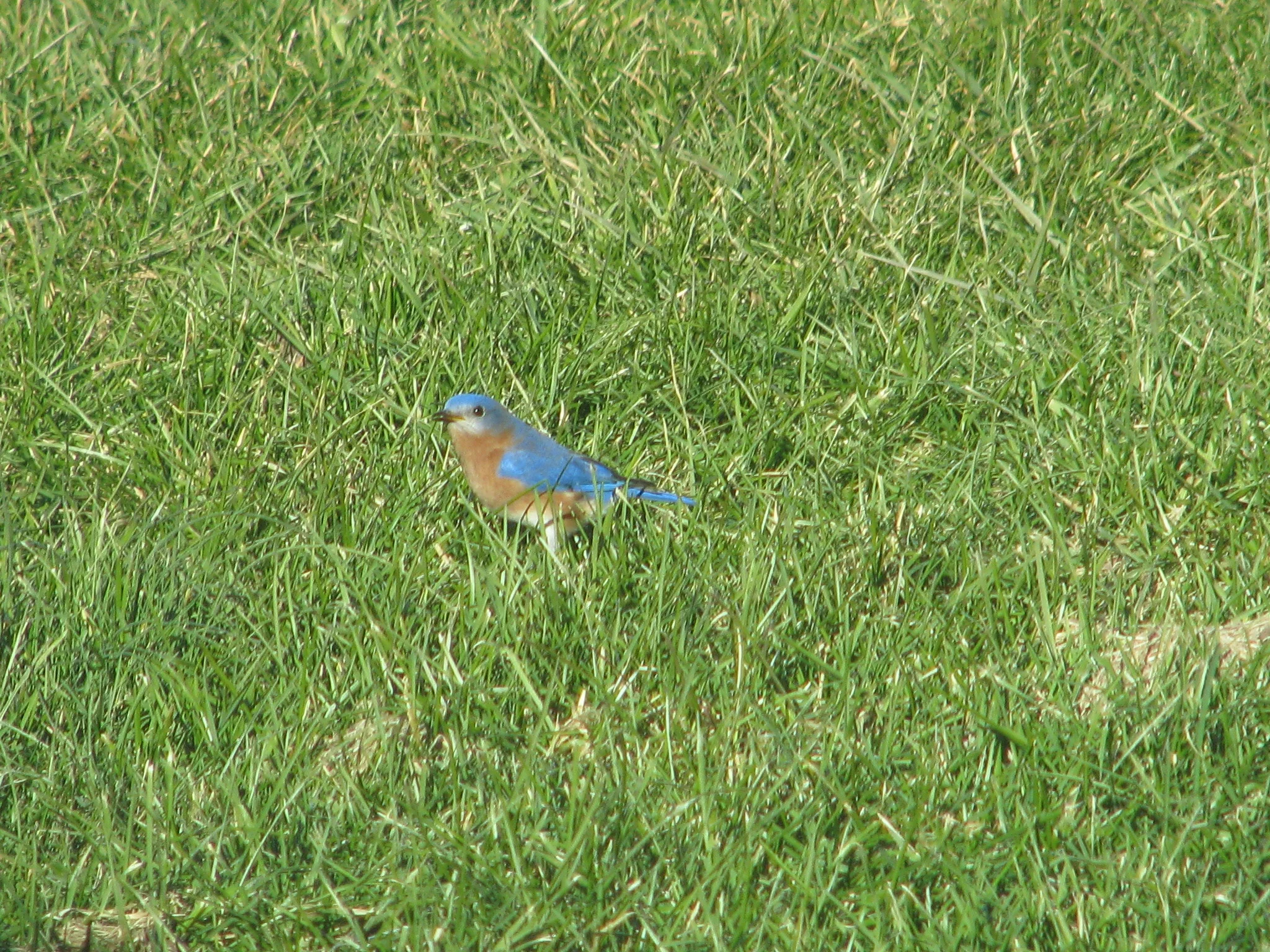 IMG_9514.webp