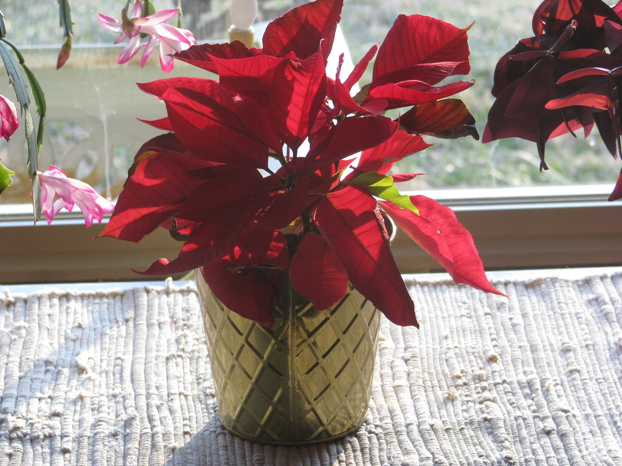 IMG_9534.webp