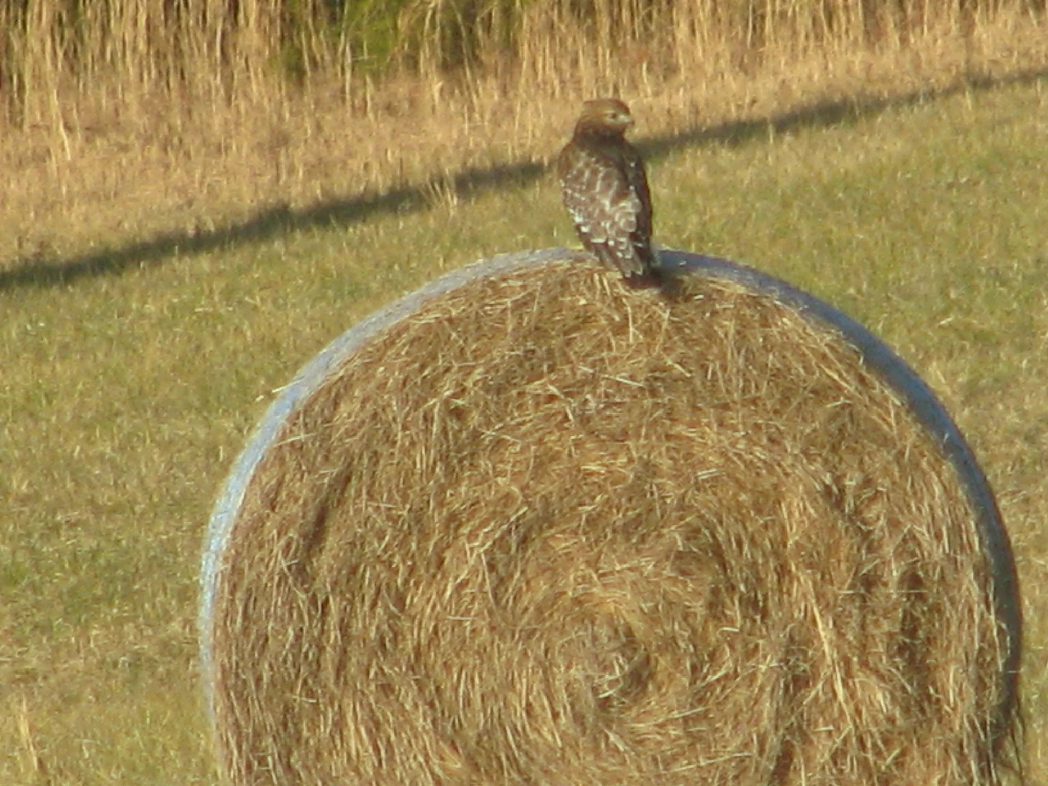 IMG_9601.webp