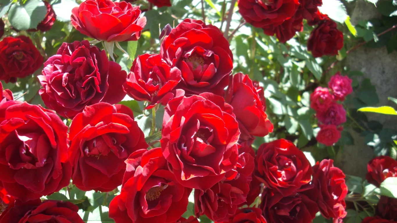 IMGP0211 v2.webp