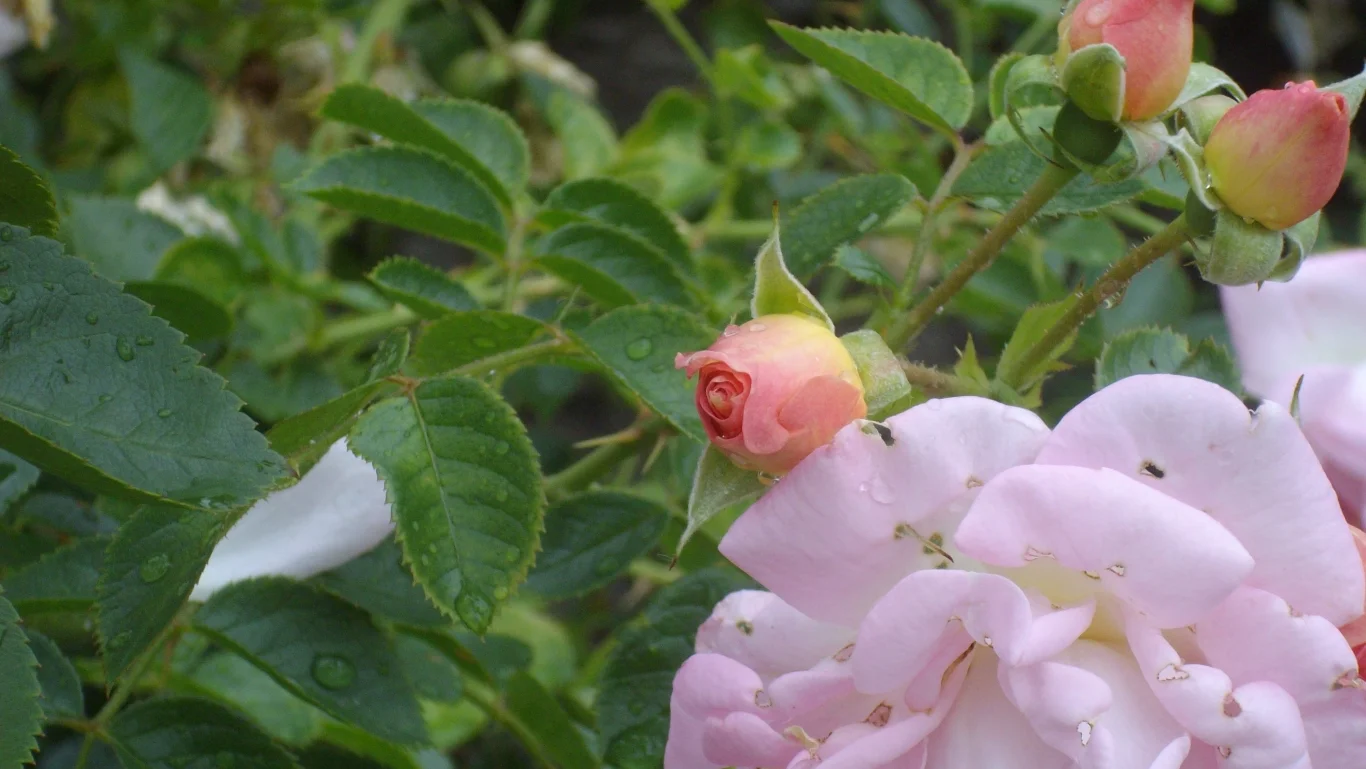 IMGP0230 v2.webp