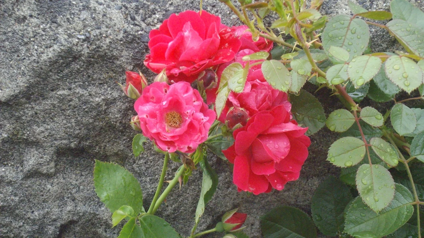 IMGP0231 v2.webp