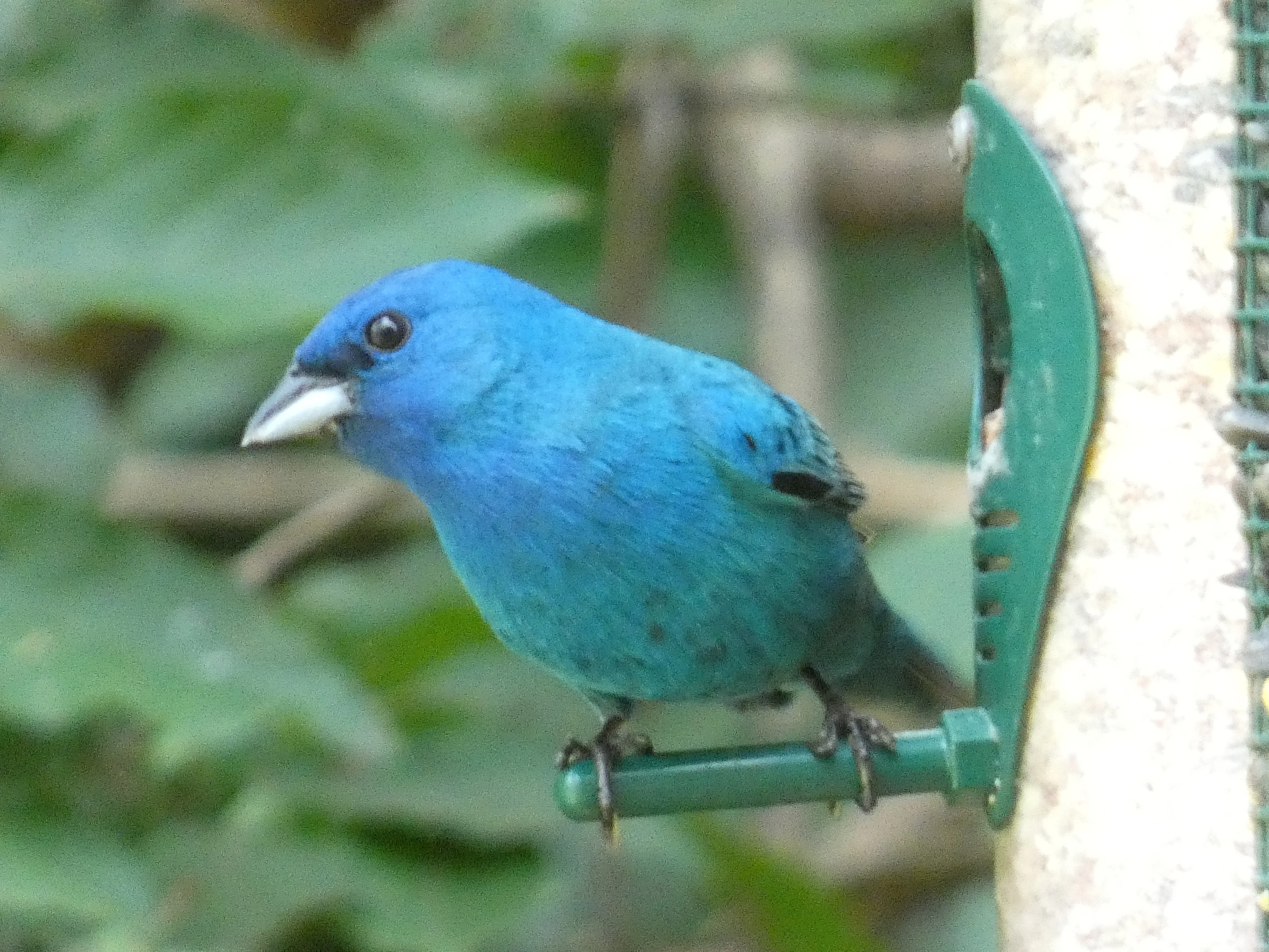 Indigo bunting.webp