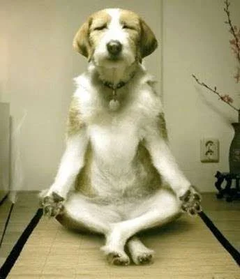 inner-peace-dog.webp