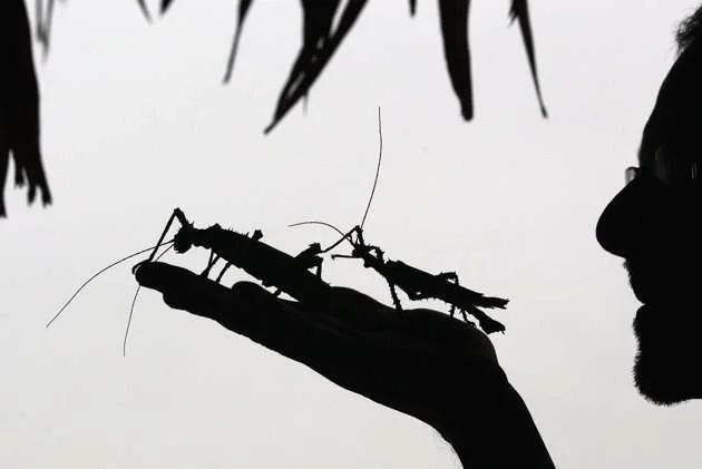 insects.webp