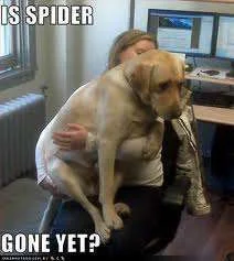 Is spider gone.webp