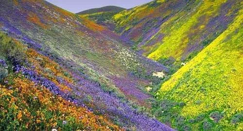 israel_mountain_flowers-500x270.webp