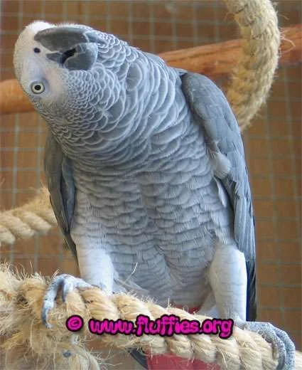 jako-african-grey-00.webp