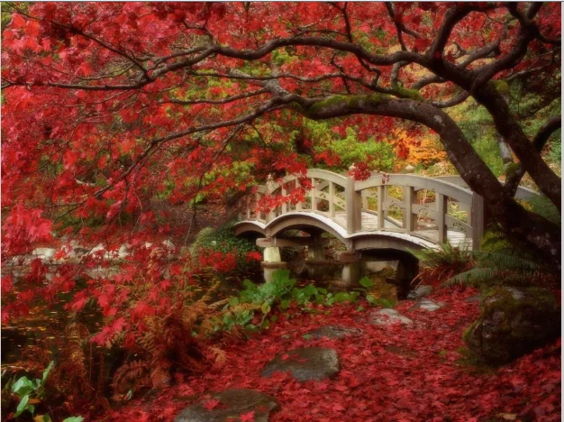 Japanese garden.webp