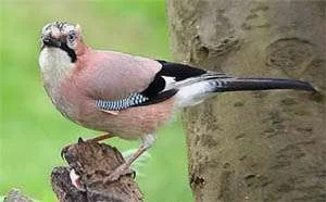 jay.webp