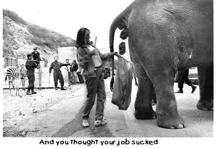 job sucks.webp