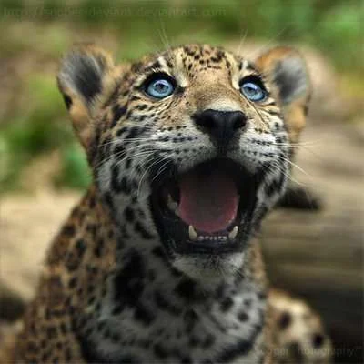 jolly_cub_5869_by_sooper_deviant-d2td8tv.webp