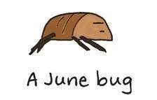 June bug.webp