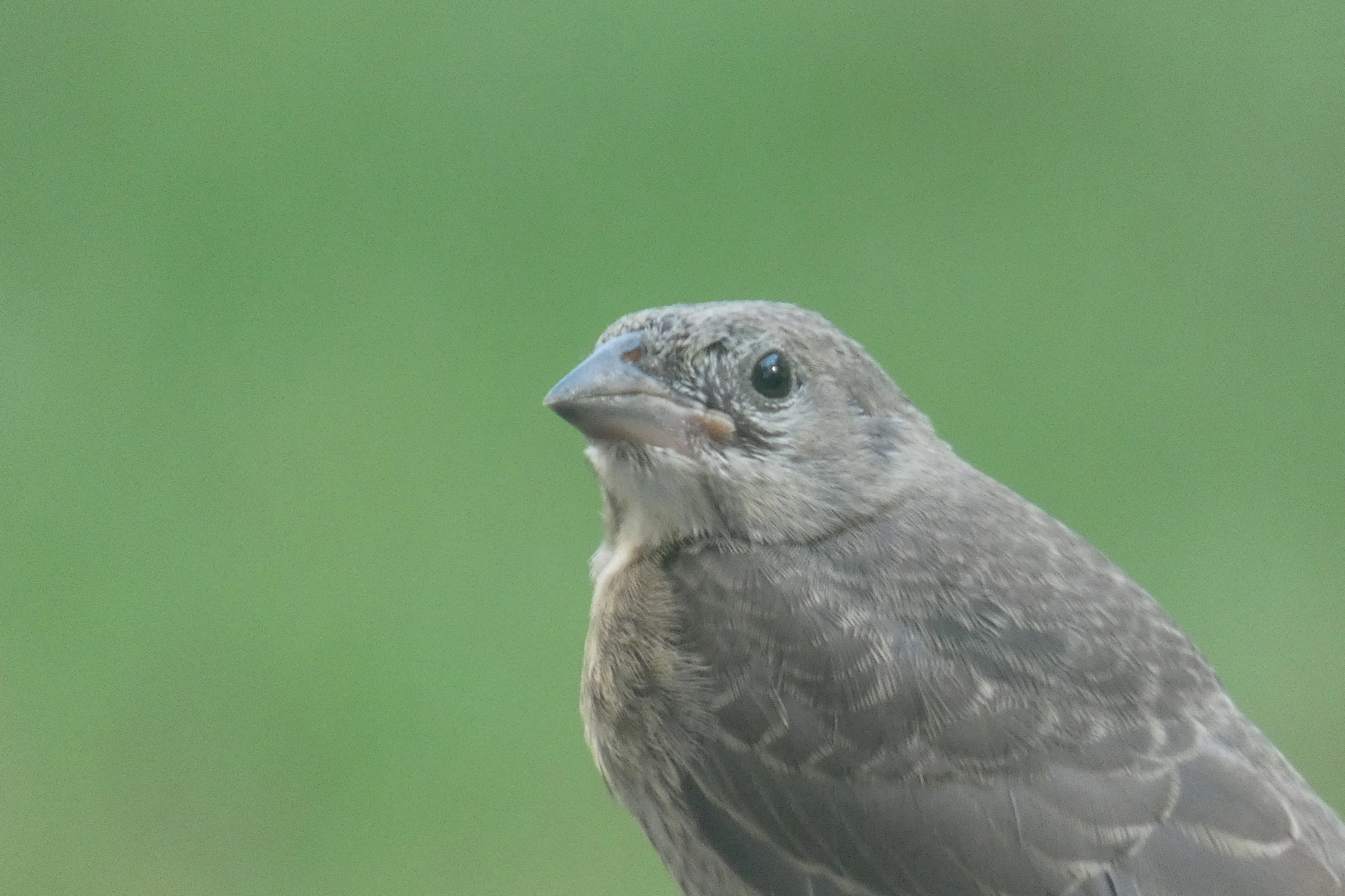 juvenile cowbird.webp