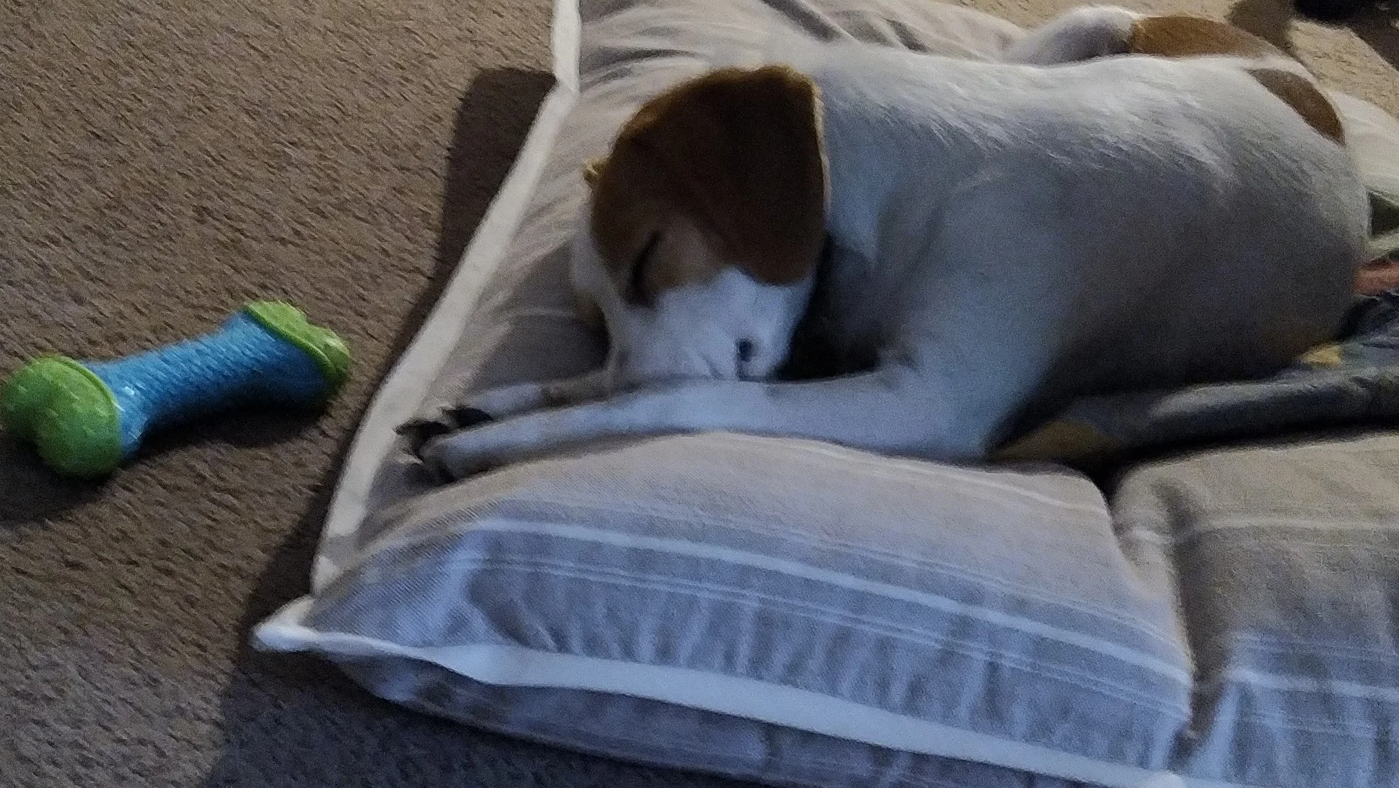 K sleeping for ptsd.webp