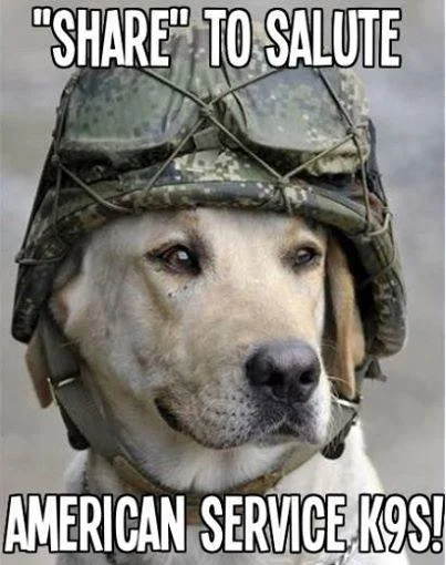 K9.webp