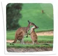 Kangaroos-at-the-Vines3.webp