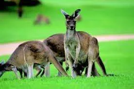 kangaroos5.webp