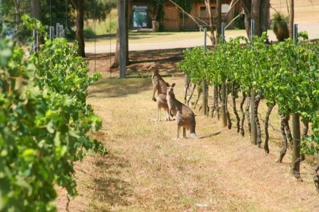 kangaroos_in_the_vines2.webp