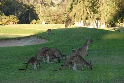 kangaroosvines1.webp
