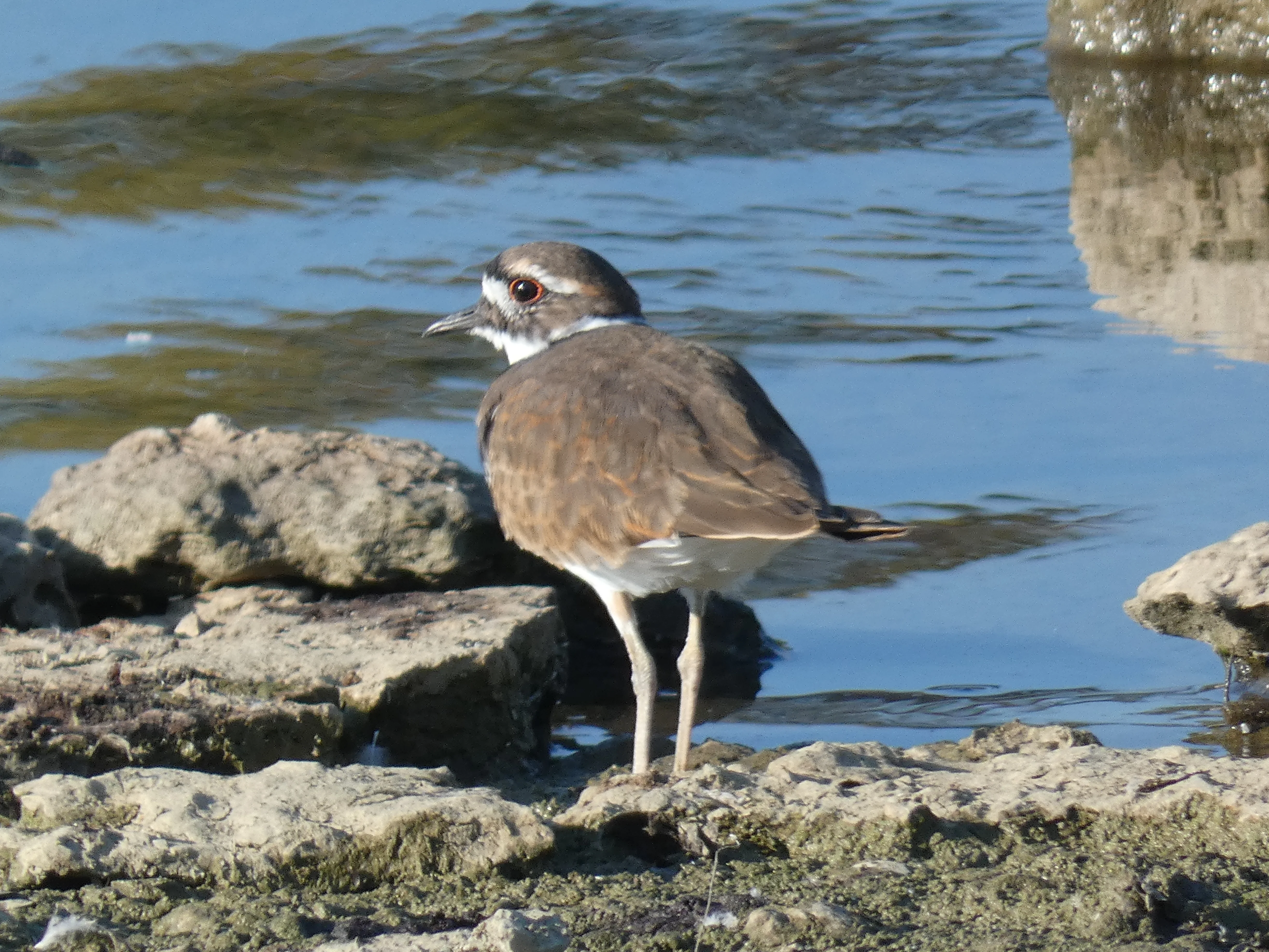 killdeer Camp Ernst Park Oct 2023.webp