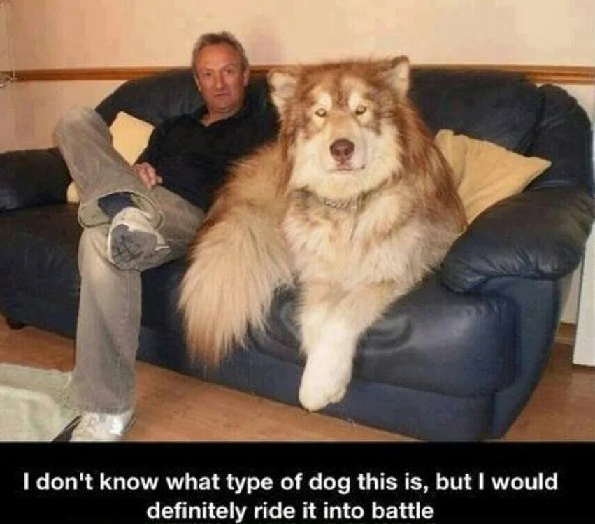king Husky.webp