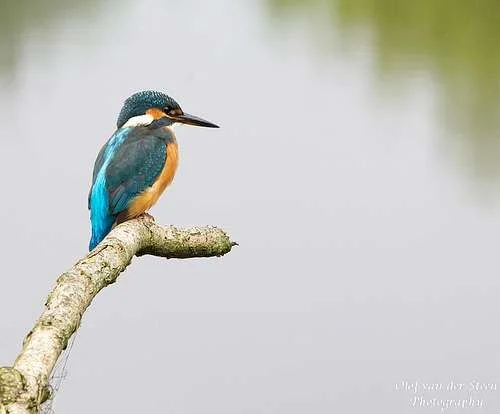 kingfisher.webp