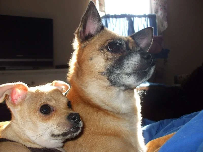 Kira and Doozer.webp