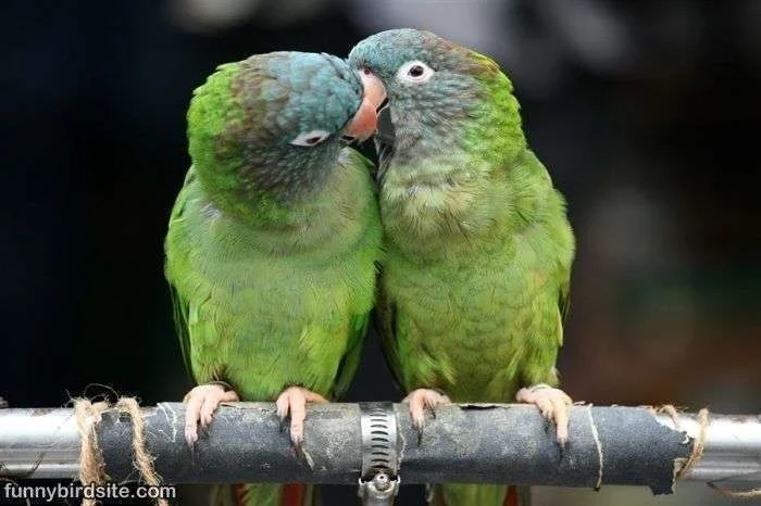 Kissing_Birds882.webp