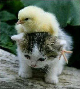 kit and chick.webp