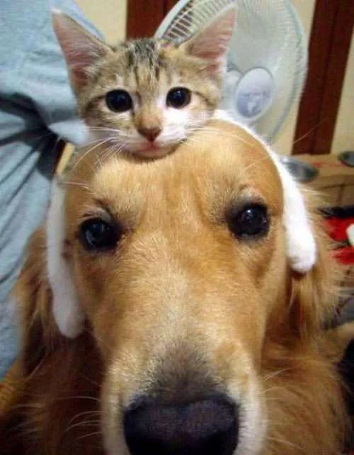 kitten-hat.webp
