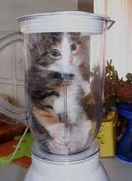 kitten in blender.webp
