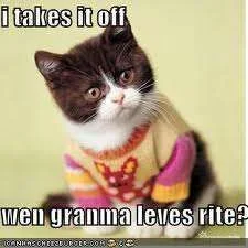 Kitten jumper.webp
