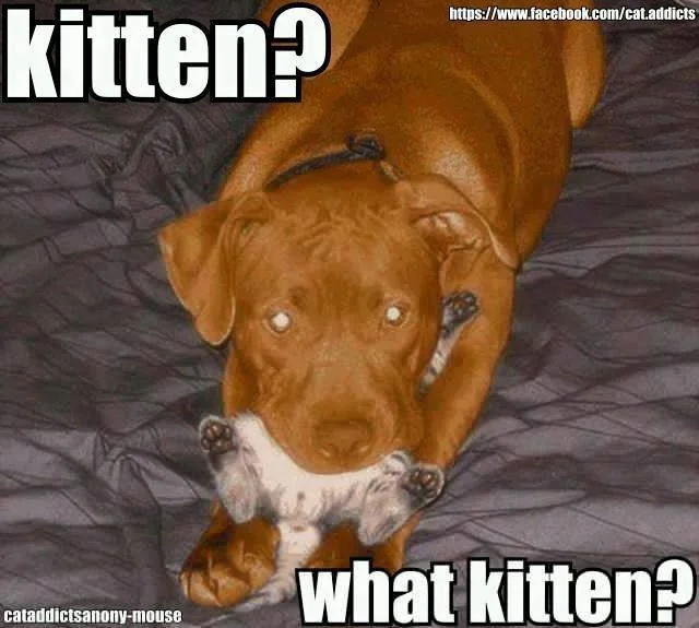 Kitten, what kitten.webp
