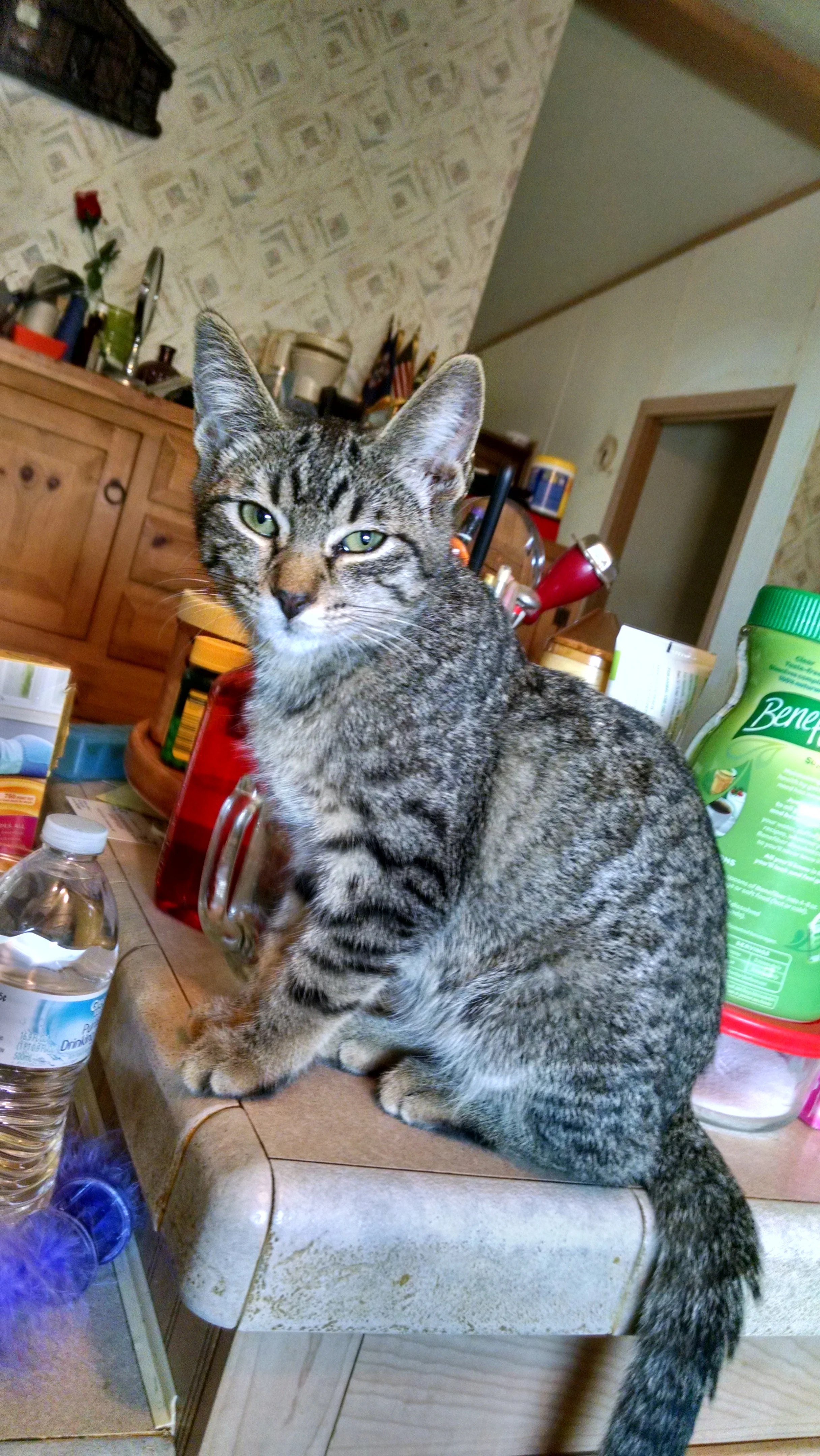 Kitten1.webp